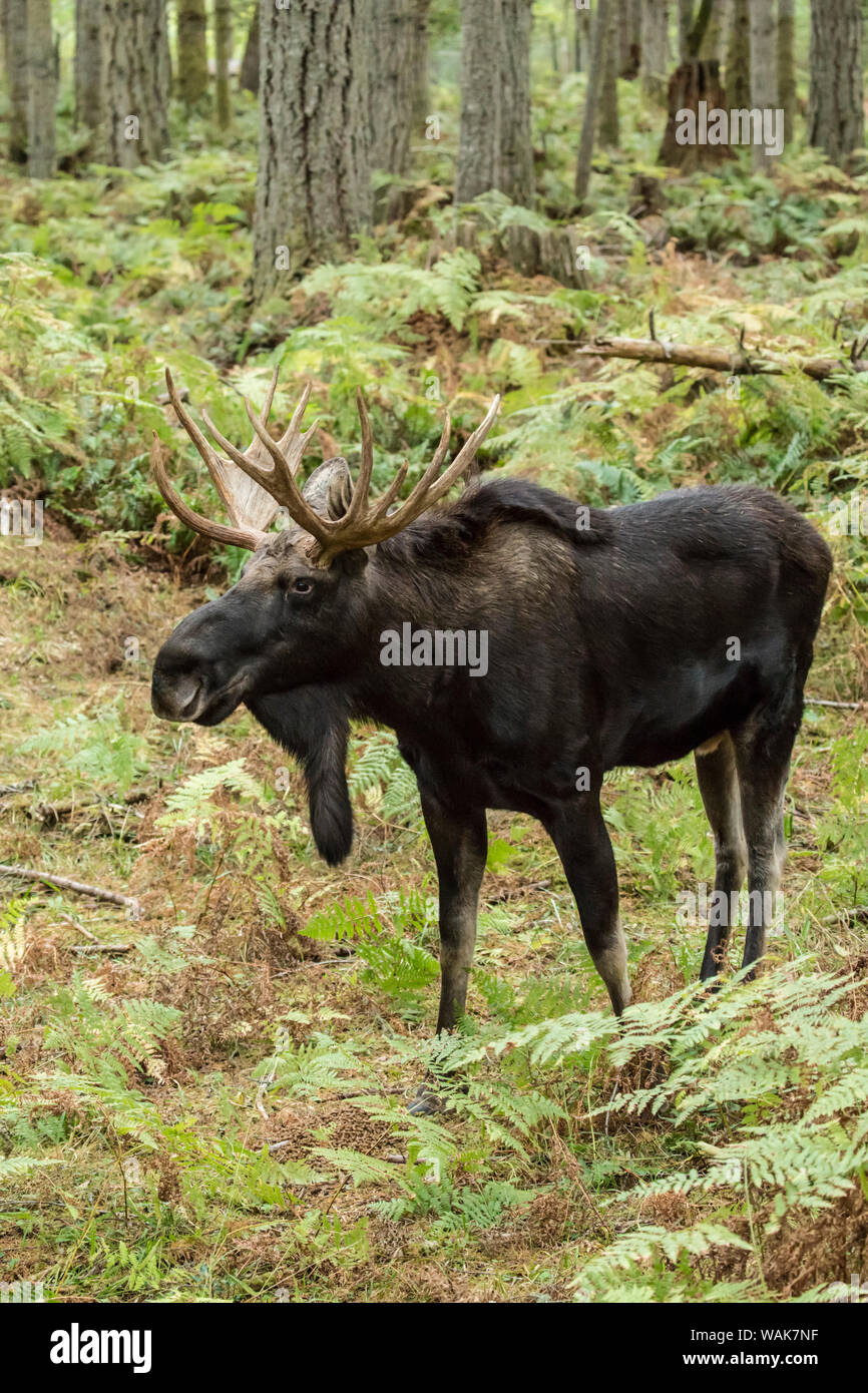 Northwest trek wildlife park hires stock photography and images Alamy