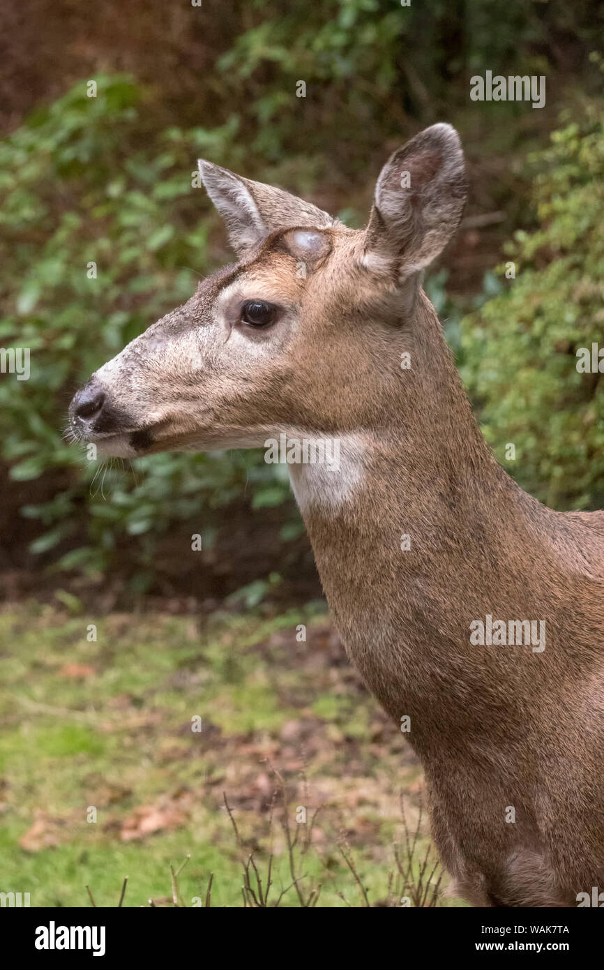 Issaquah, Washington State, USA. Male mule deer with antlers just barely visible in a rural residential yard. Stock Photo