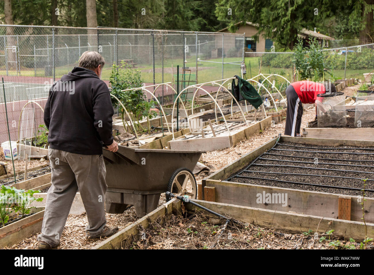 Issaquah, Washington State, USA. Man pushing a wheelbarrow of compost for springtime soil preparation in a community garden. (MR,PR) Stock Photo