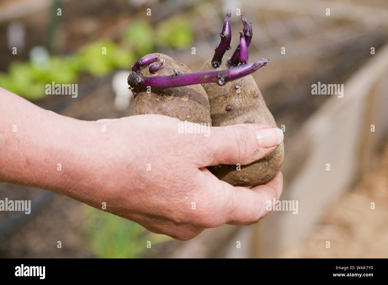 Purple majesty potatoes hi-res stock photography and images - Alamy
