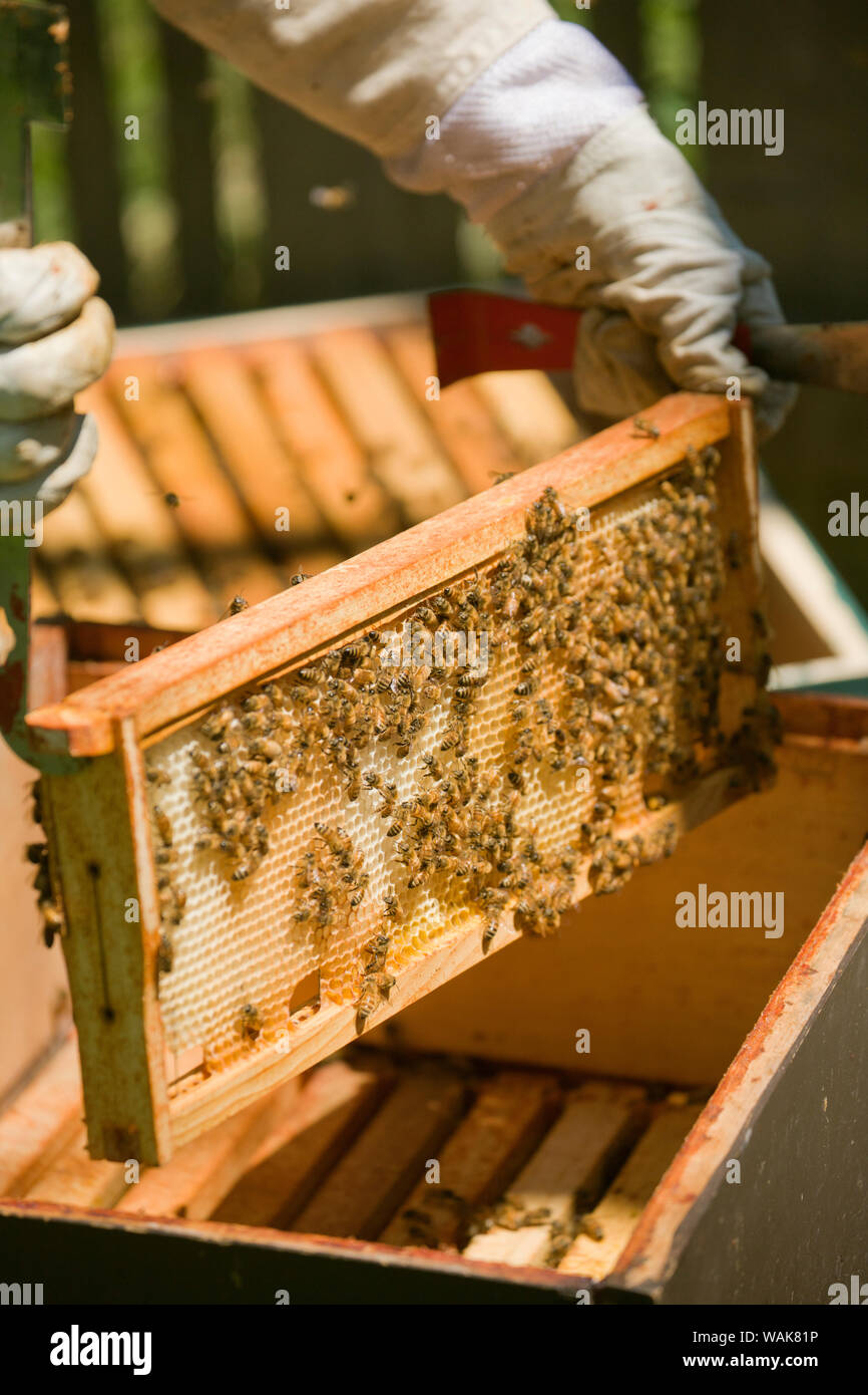 Seattle, Washington State, USA. Female beekeeper inserting a frame covered with honeybees back into the hive. (MR) Stock Photo