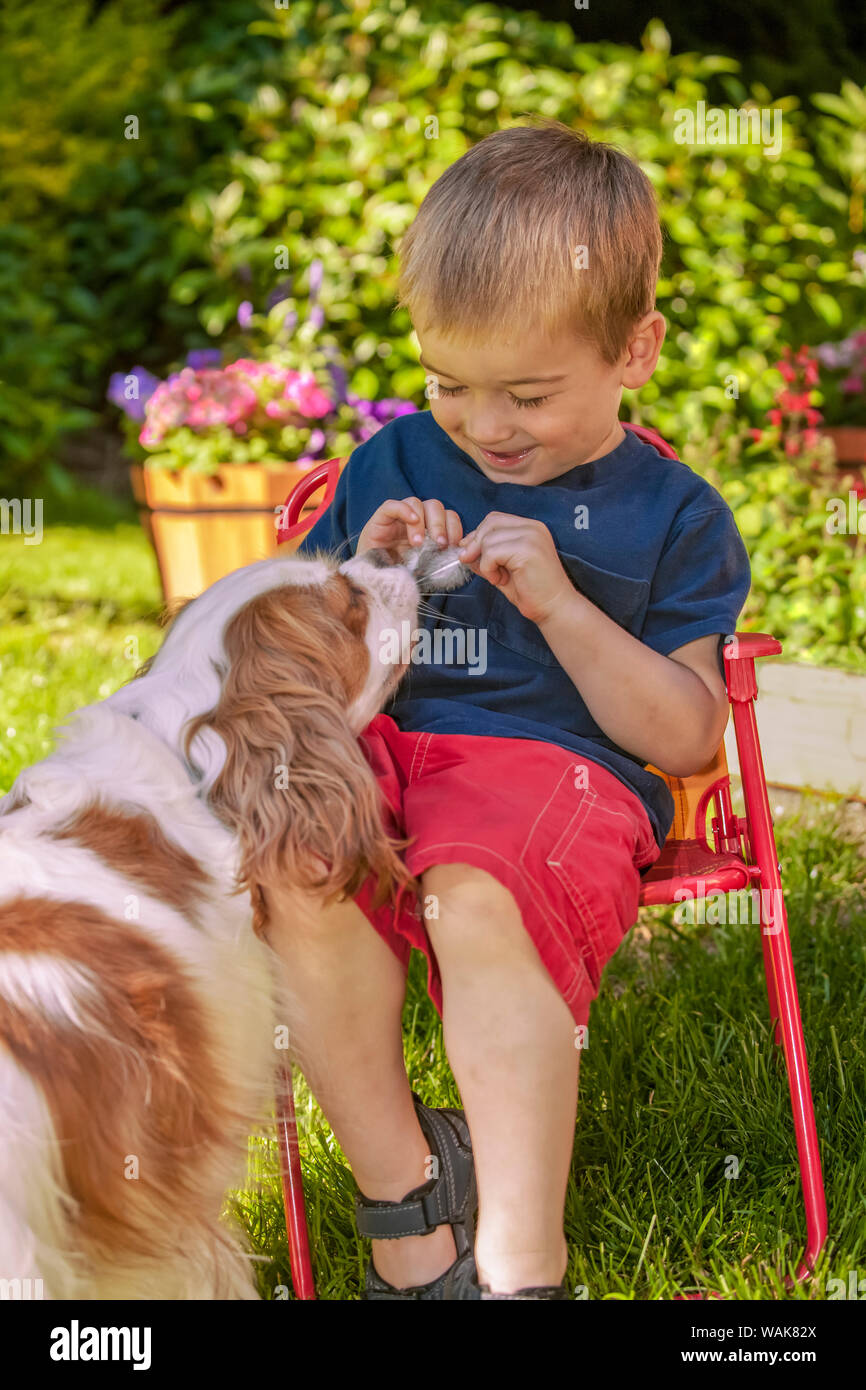 Issaquah, Washington State, USA. Three year old boy sitting in a lawn chair holding bird feathers, teasing a Cavalier King Charles Spaniel. (MR,PR) Stock Photo