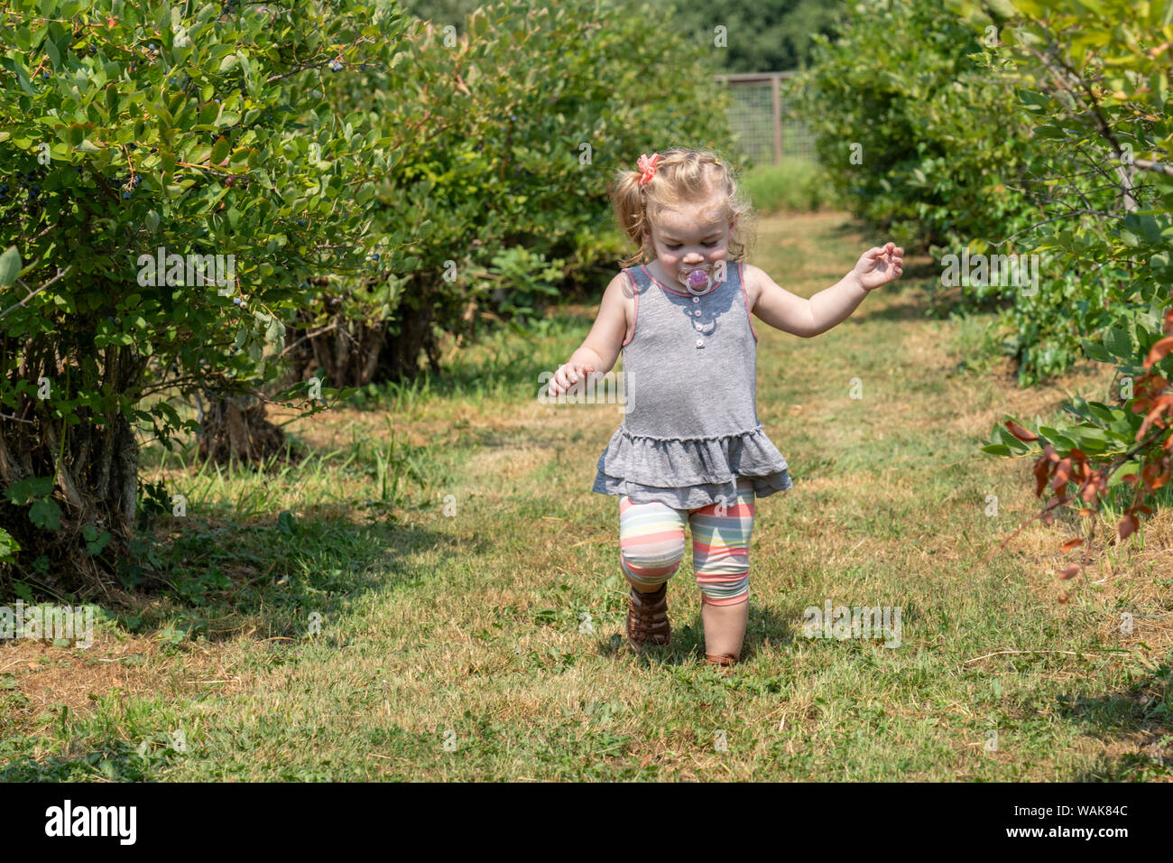 Bellevue, Washington State, USA. Twenty month old girl exploring and running in a u-pick blueberry farm. (MR) Stock Photo
