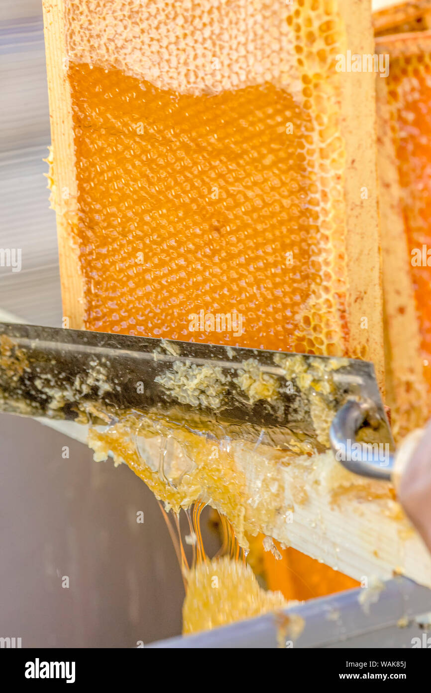 Uncapping honey in a capped frame, using a hot knife. Stock Photo