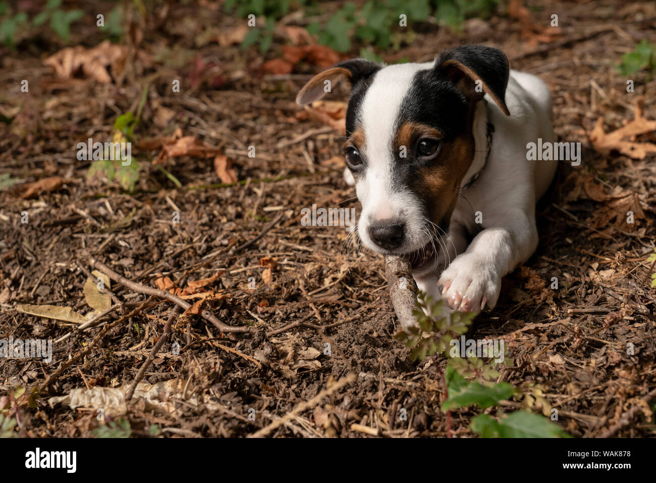 Issaquah, Washington State, USA. Two month old Jack Russell terrier chewing a stick. (PR) Stock Photo