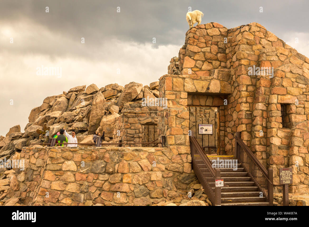 USA, Colorado, Mt. Evans. Mountain goat atop ruins, tourists Credit as: Cathy and Gordon Illg / Jaynes Gallery / DanitaDelimont.com Stock Photo