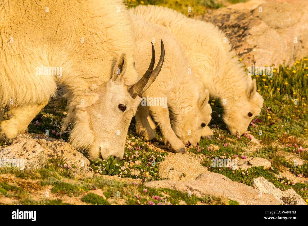 USA, Colorado, Mt. Evans. Mountain goat nanny and kids eating. Credit as: Cathy and Gordon Illg / Jaynes Gallery / DanitaDelimont.com Stock Photo