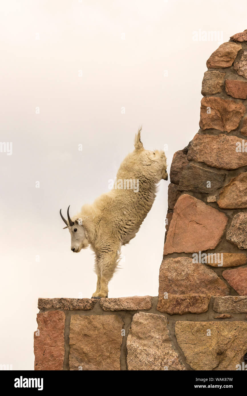 Mountain goat jump hi-res stock photography and images - Alamy