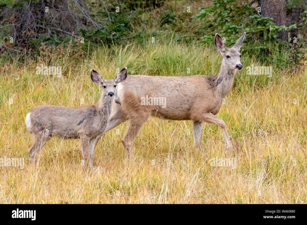 USA, Colorado, Cameron Pass. Mule deer doe with fawn. Credit as: Fred Lord / Jaynes Gallery / DanitaDelimont.com Stock Photo
