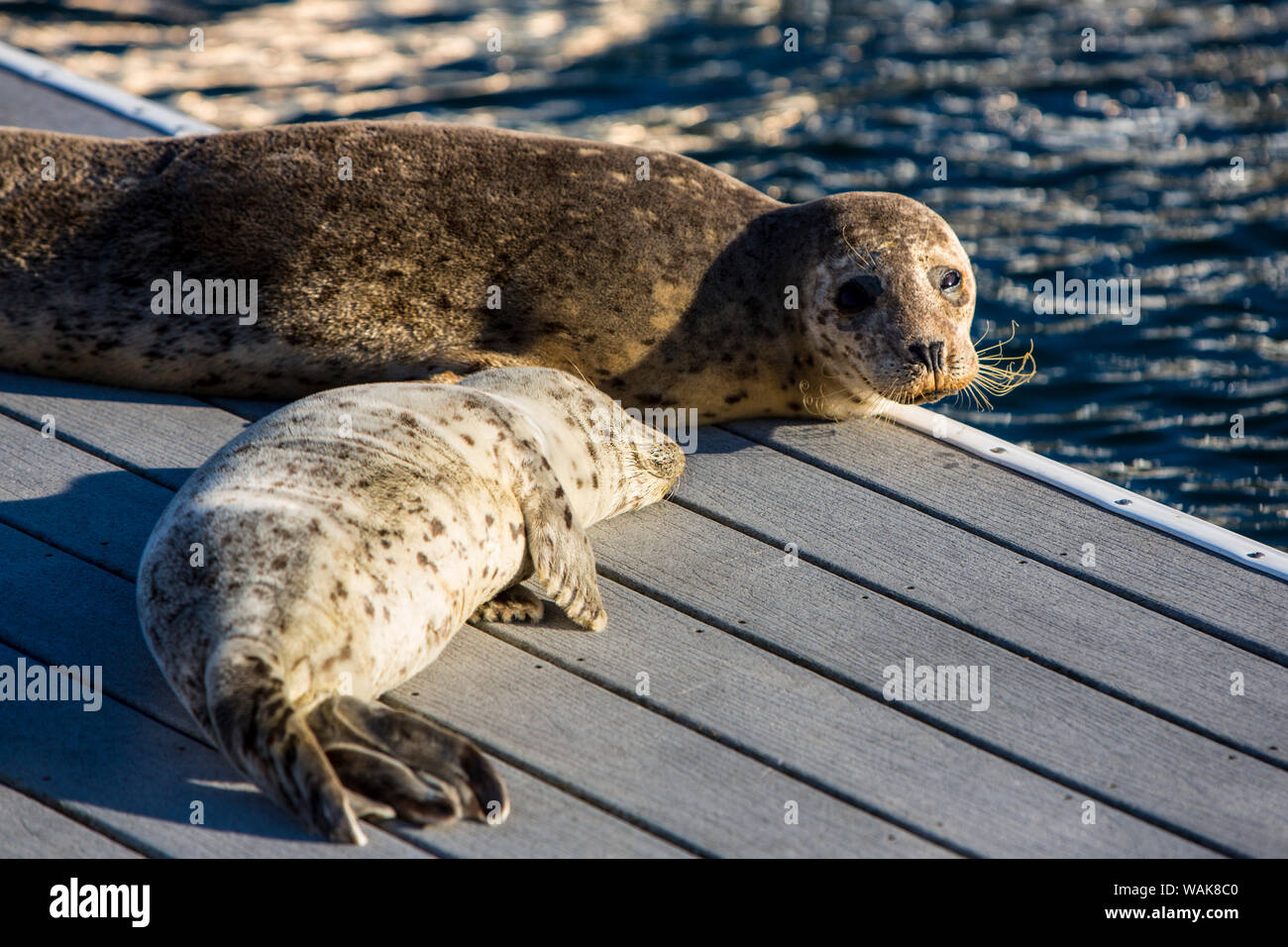 Union, Washington State. Hood Canal, Harbor seal and a pup on the dock Stock Photo