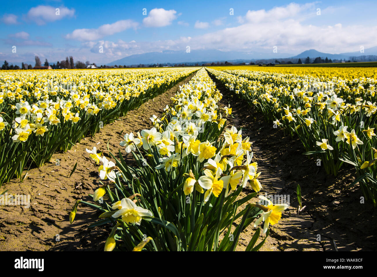 Mount Vernon, Washington State. Daffodil field Skagit Valley and the Cascades Stock Photo