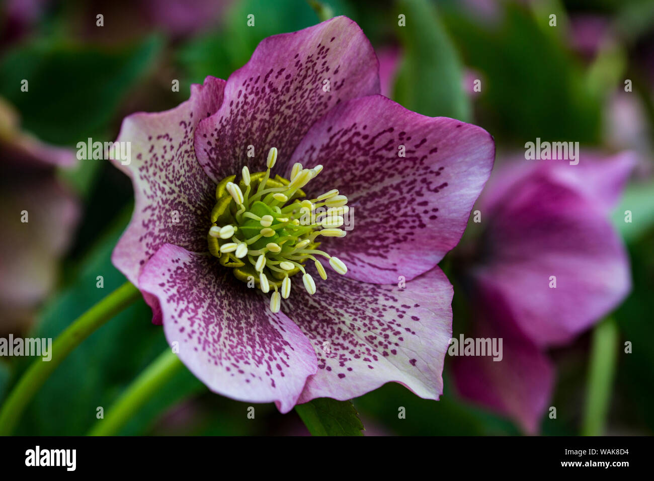 Silverdale Washington State Purple Hellebore Flower Perennials Stock Photo Alamy