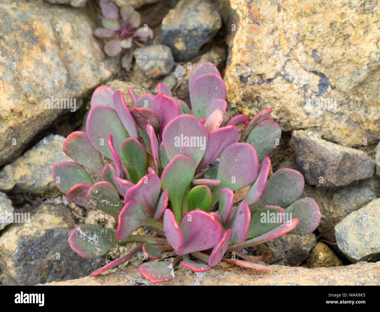 USA, Washington State. Alpine Lakes Wilderness, Stuart Range, Alpine Spring Beauty Stock Photo