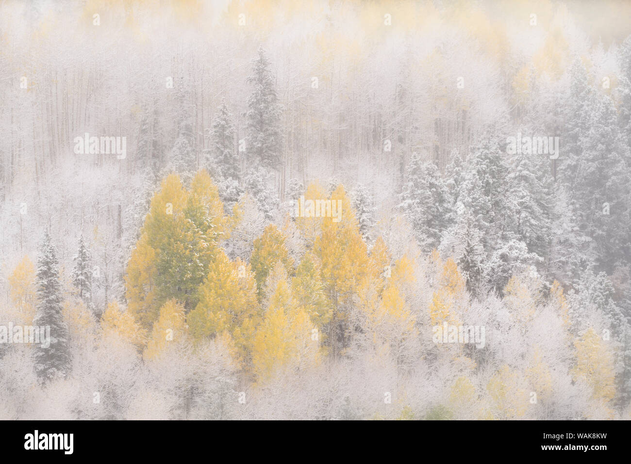 USA, Colorado, San Juan Mountains. Freshly falling snow on aspen forest. Credit as: Don Grall / Jaynes Gallery / DanitaDelimont.com Stock Photo