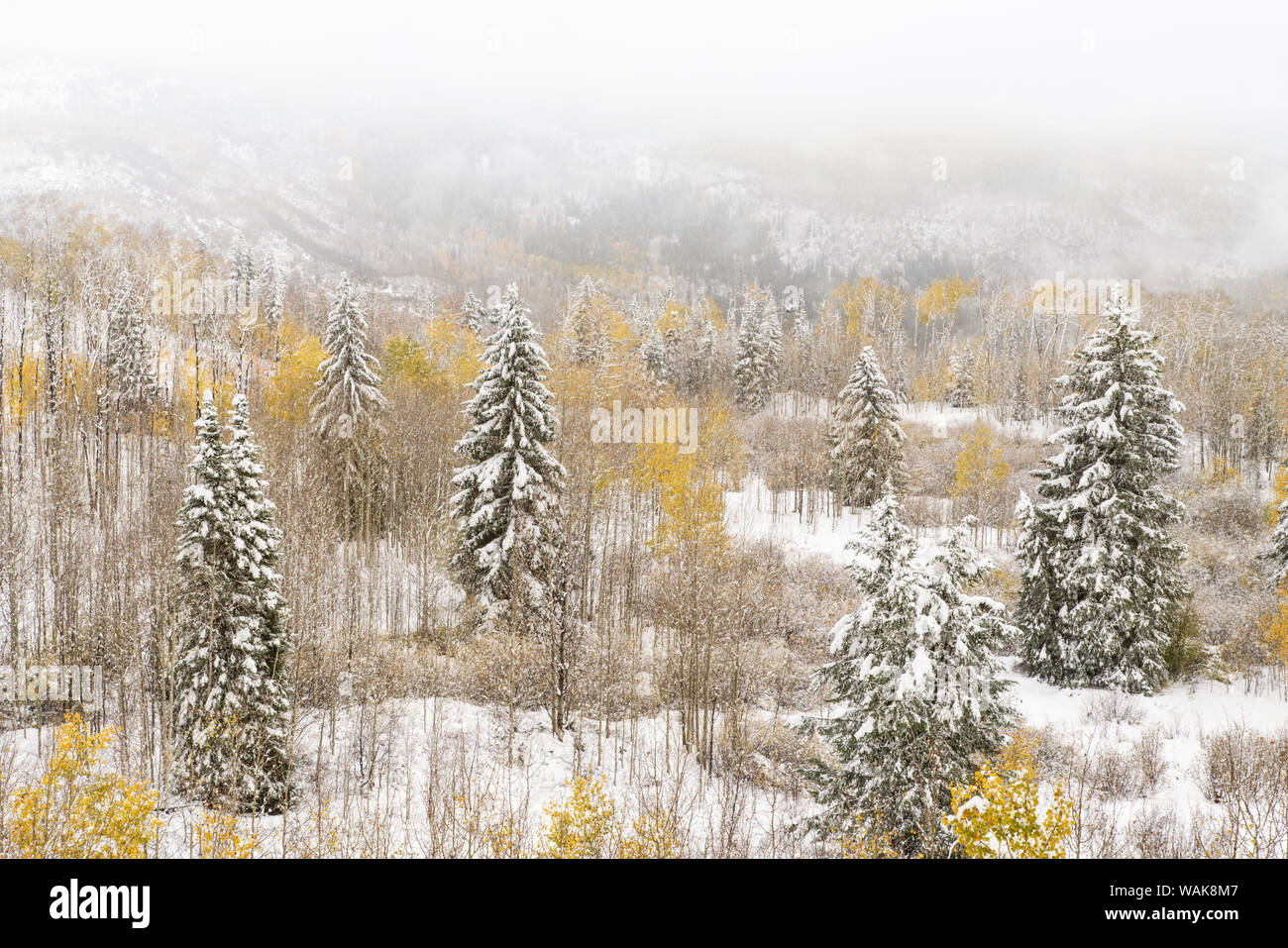 USA, Colorado, White River National Forest. Snowstorm on forest. Credit as: Don Grall / Jaynes Gallery / DanitaDelimont.com Stock Photo