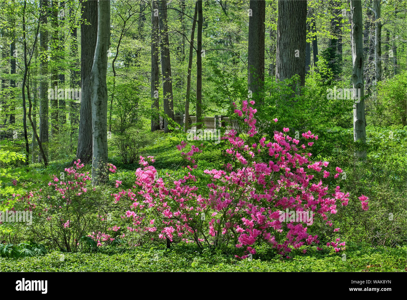 Azaleas amongst the hardwood forest , Winterthur Gardens, New Castle County, Delaware Stock Photo