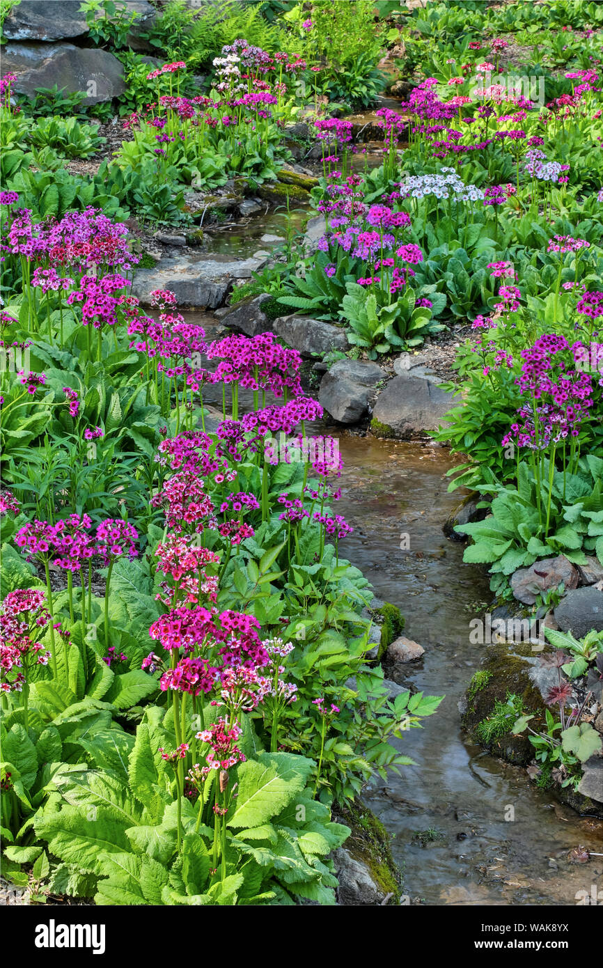 Marsh primrose along small stream. Winterthur Gardens, New Castle County, Delaware Stock Photo