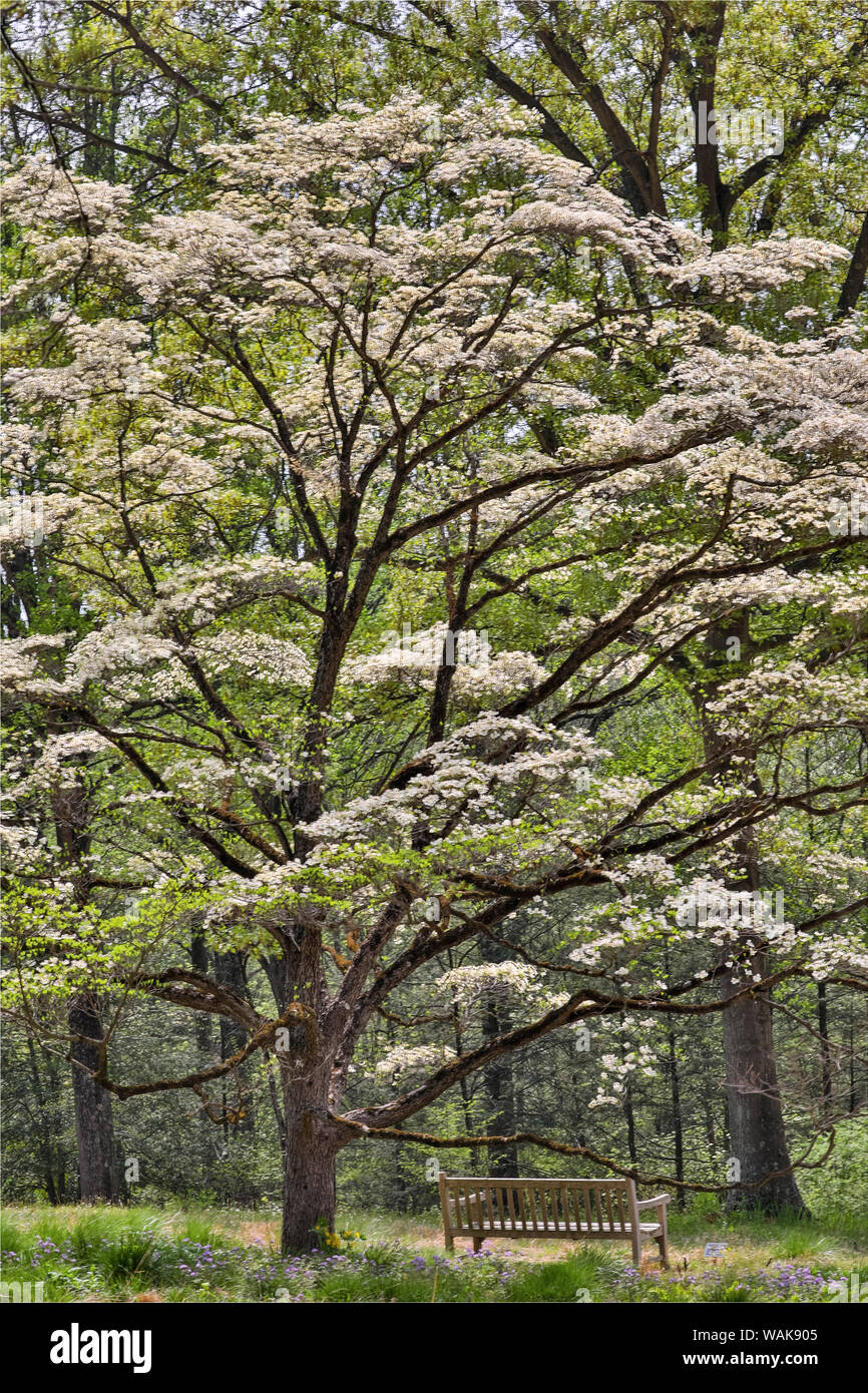 Hardwood tree hires stock photography and images Alamy