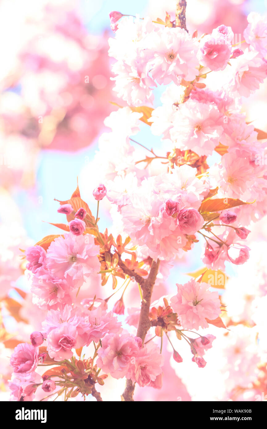 Washington Park Arboretum, spring blooms, Seattle, Washington State