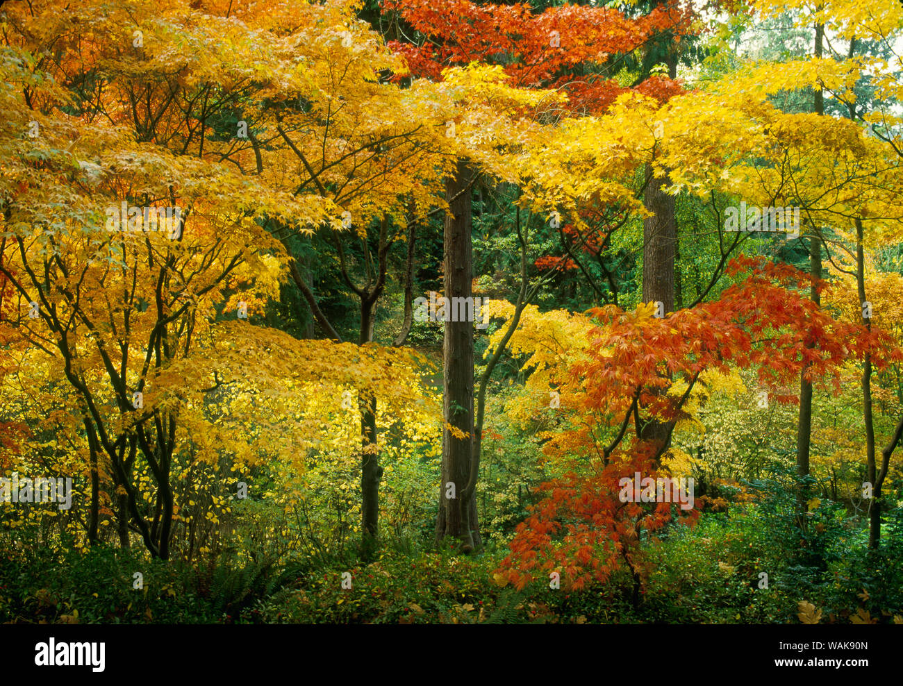 Washington Park Arboretum, Japanese Garden maple trees in peak fall