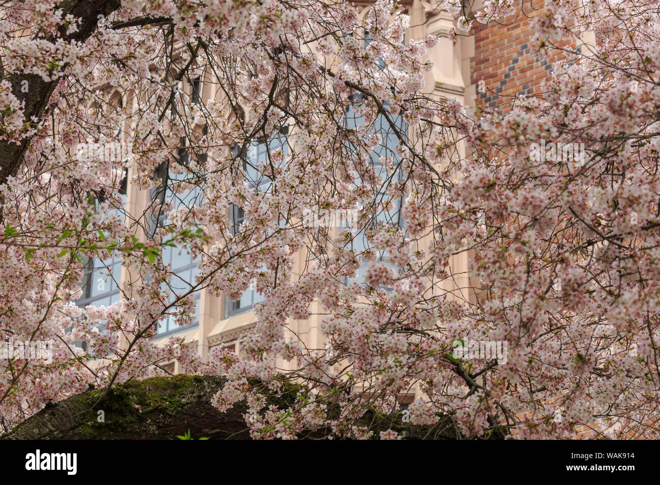 Cherry blossoms in full bloom at University of Washington campus, Seattle, Washington State, USA Stock Photo