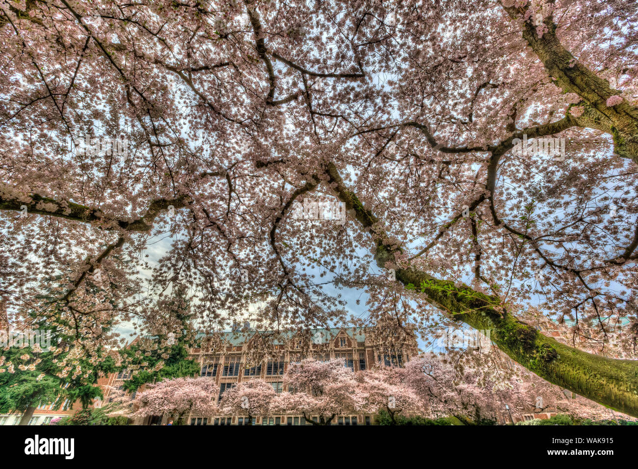 Cherry blossoms in full bloom at University of Washington campus, Seattle, Washington State, USA. (Editorial Use Only) Stock Photo