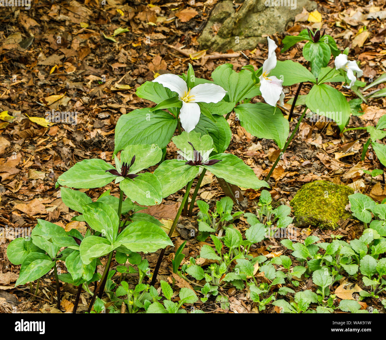USA, Delaware, Hockessin. Beginning of a blooming season Stock Photo