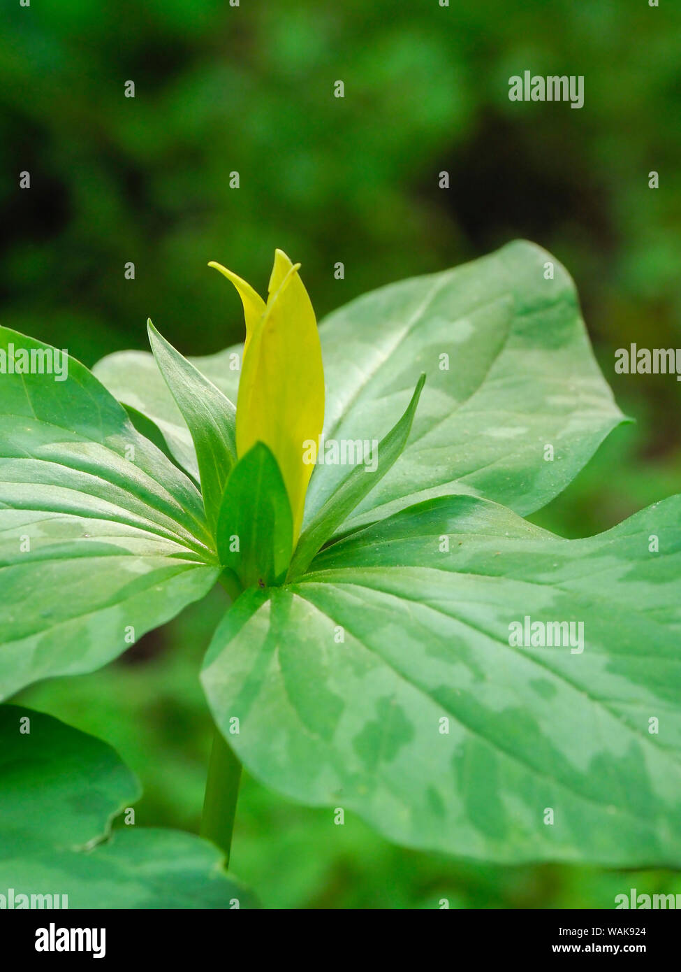 USA, Delaware. A Yellow trillium, Trillium erectum, T. luteum, growing in a wildflower garden. Stock Photo