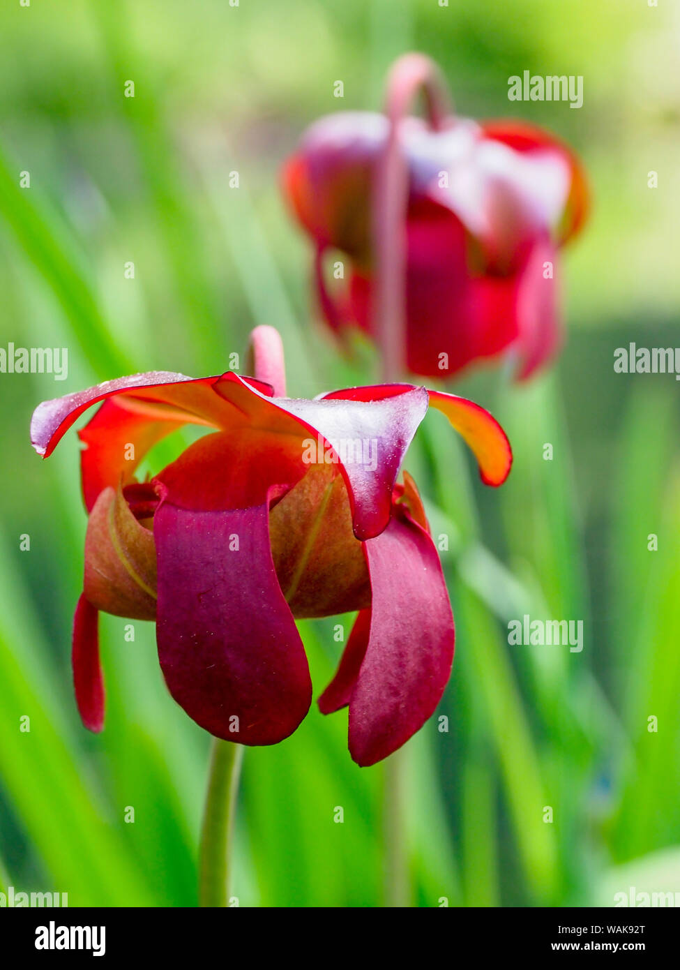 USA, Delaware. The red flower of the pitcher plant (sarracenia rubra), a carnivorous plant. Stock Photo