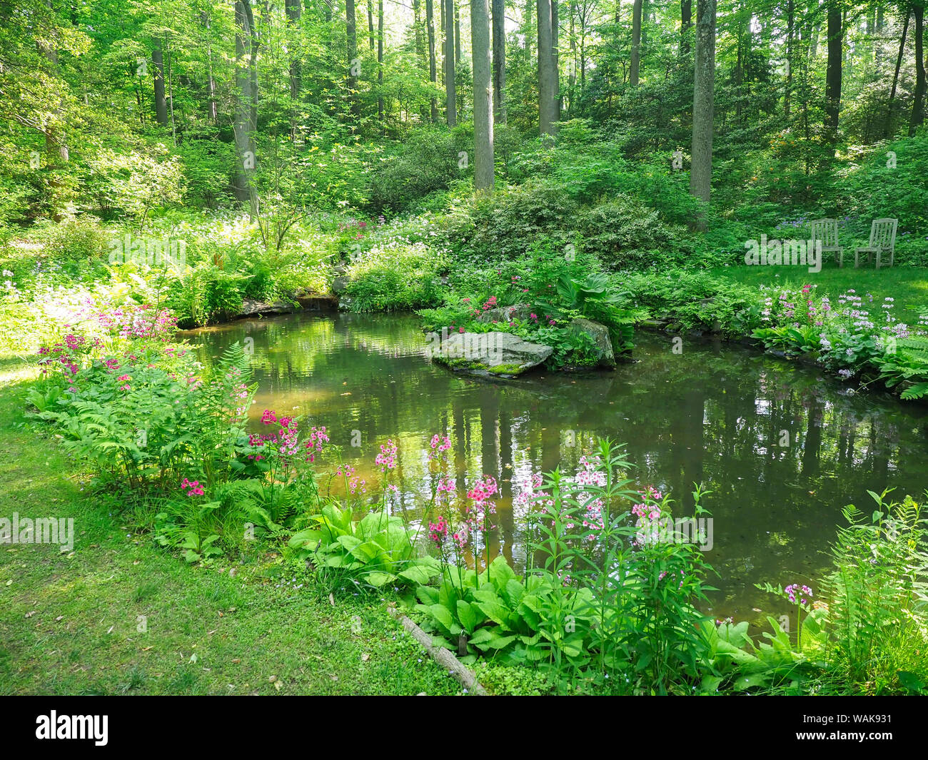 USA, Delaware. A pond surrounded by a field of wildflowers. Stock Photo