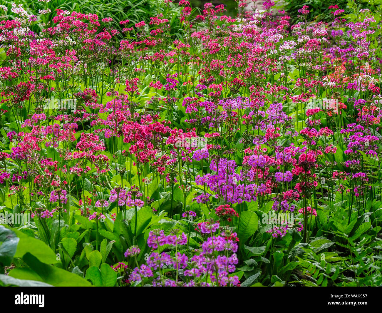 USA, Delaware. A very boggy quarry garden with giant Candelabra primroses, Primula x bulleesiana hybrid. Stock Photo