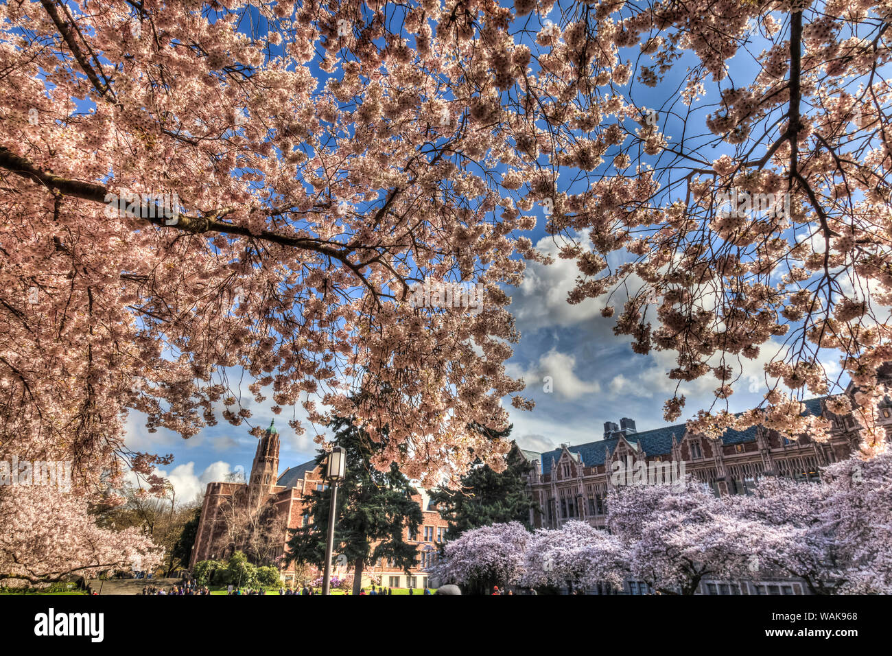 Cherry blossoms in peak bloom, spring, University of Washington campus, Seattle, Washington State, USA. (Editorial Use Only) Stock Photo