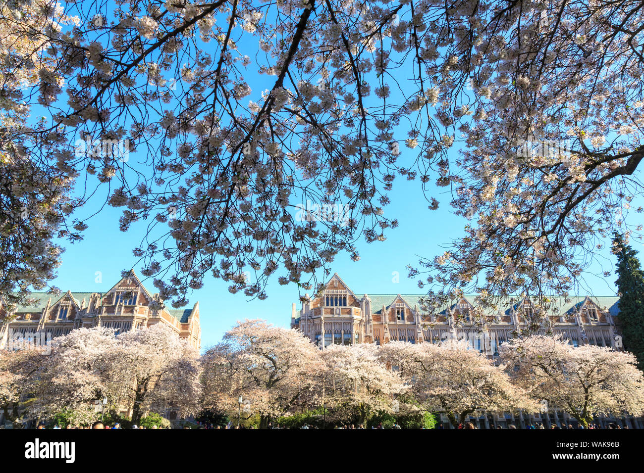 Cherry blossoms in full bloom, University of Washington campus, Seattle, Washington State, USA Stock Photo