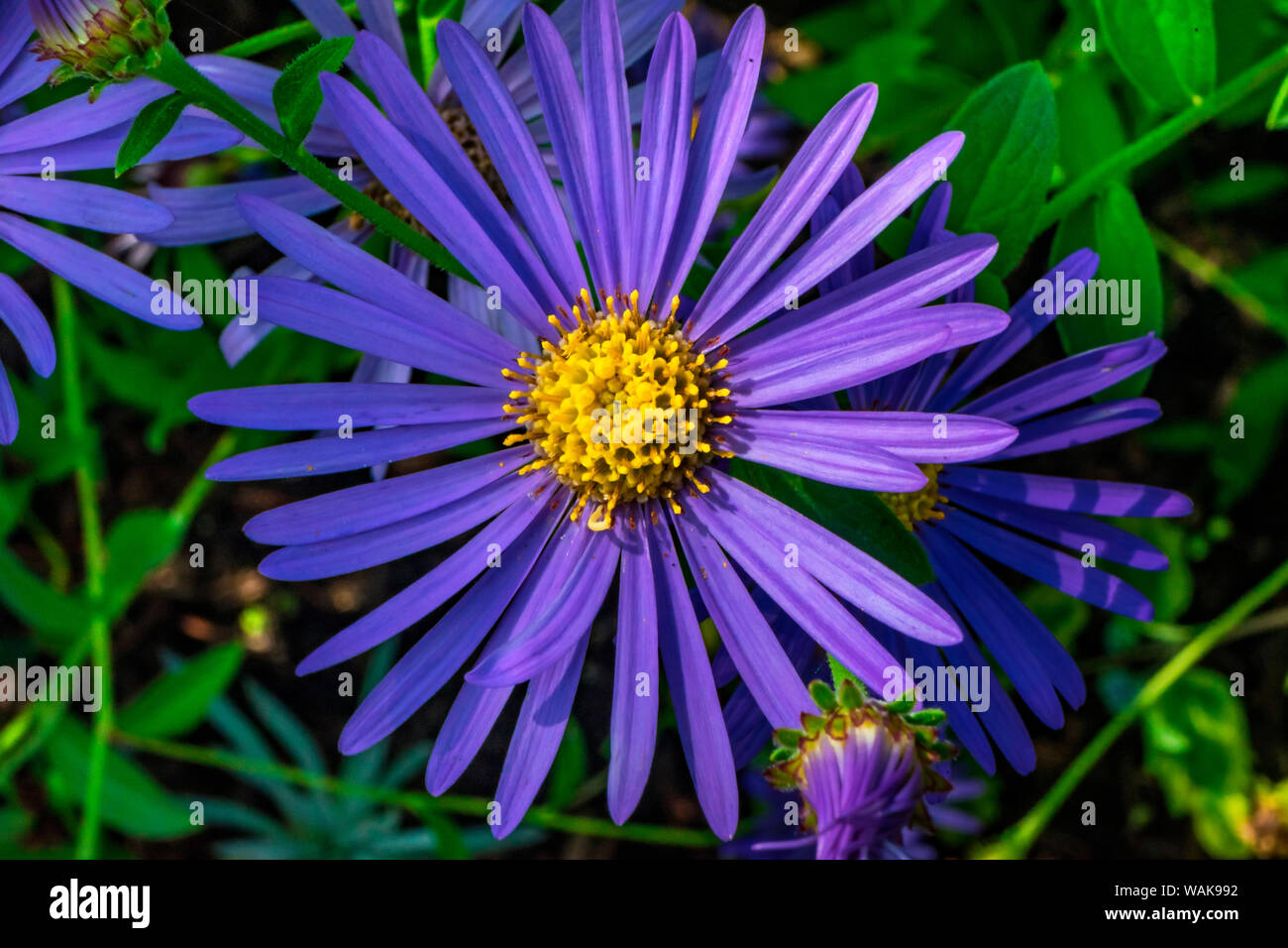 New York aster flower (Symphyotrichum novi-belgii). Stock Photo