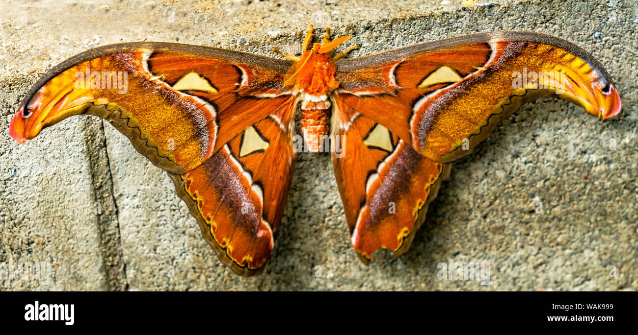 Worlds Biggest Moth