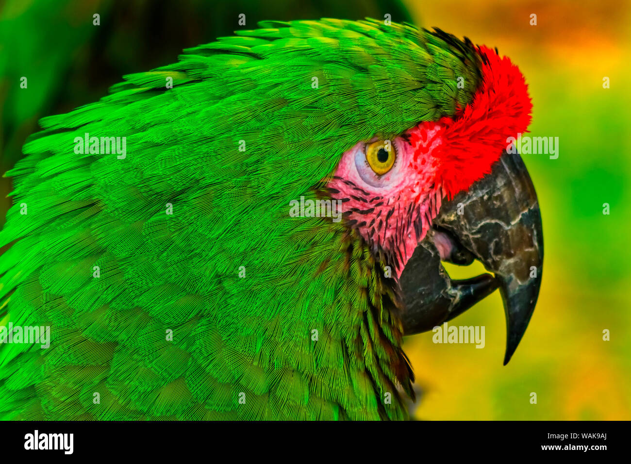 Close-up of green military macaw. Stock Photo