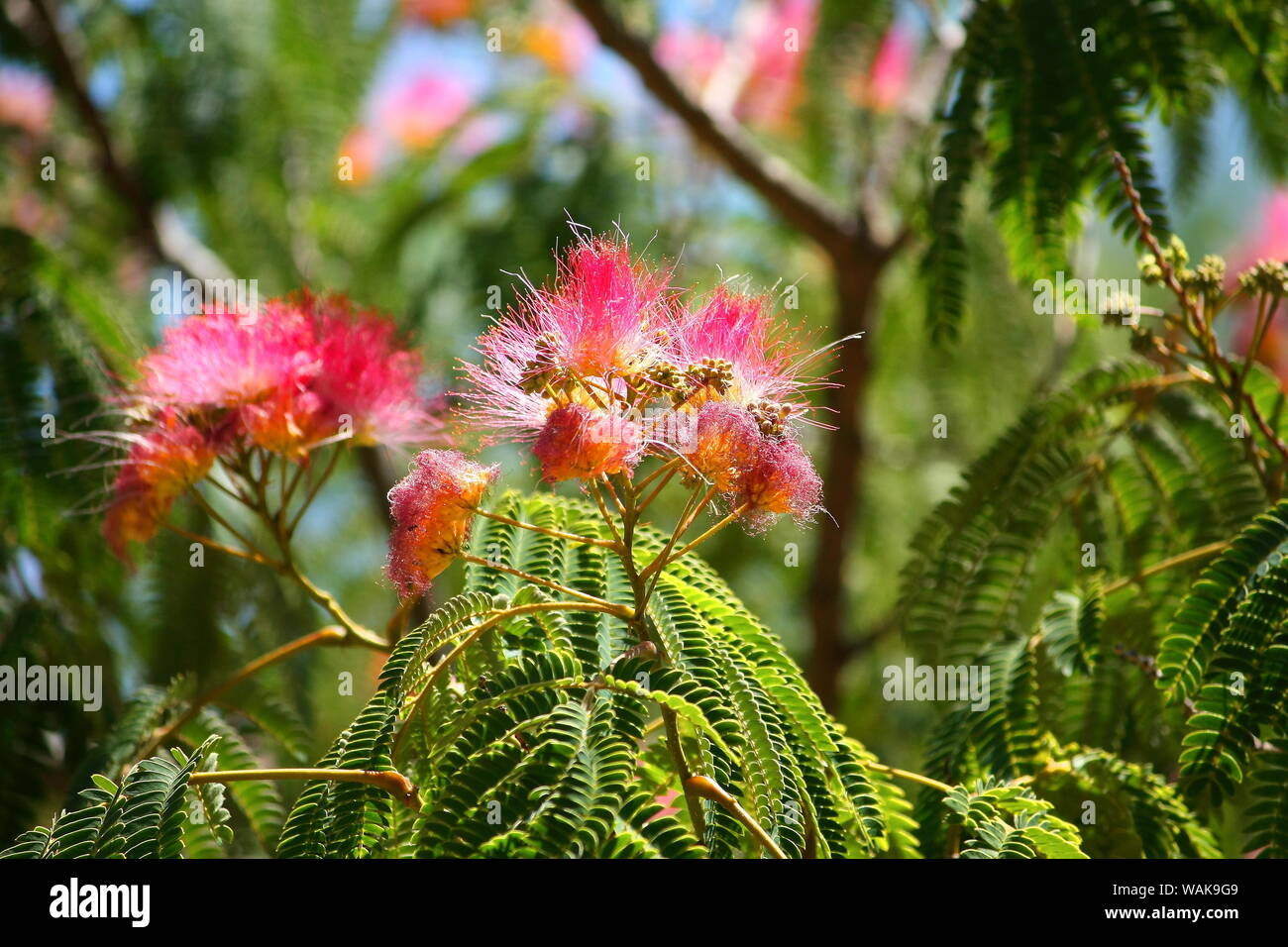 Clavellina tree flowers close-up at the end of spring in Talavera de la Reina, Spain Stock Photo