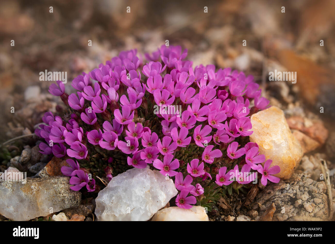 USA, Wyoming, Beartooth Mountains. Moss campion wildflower close-up. Credit as: Don Grall / Jaynes Gallery / DanitaDelimont.com Stock Photo