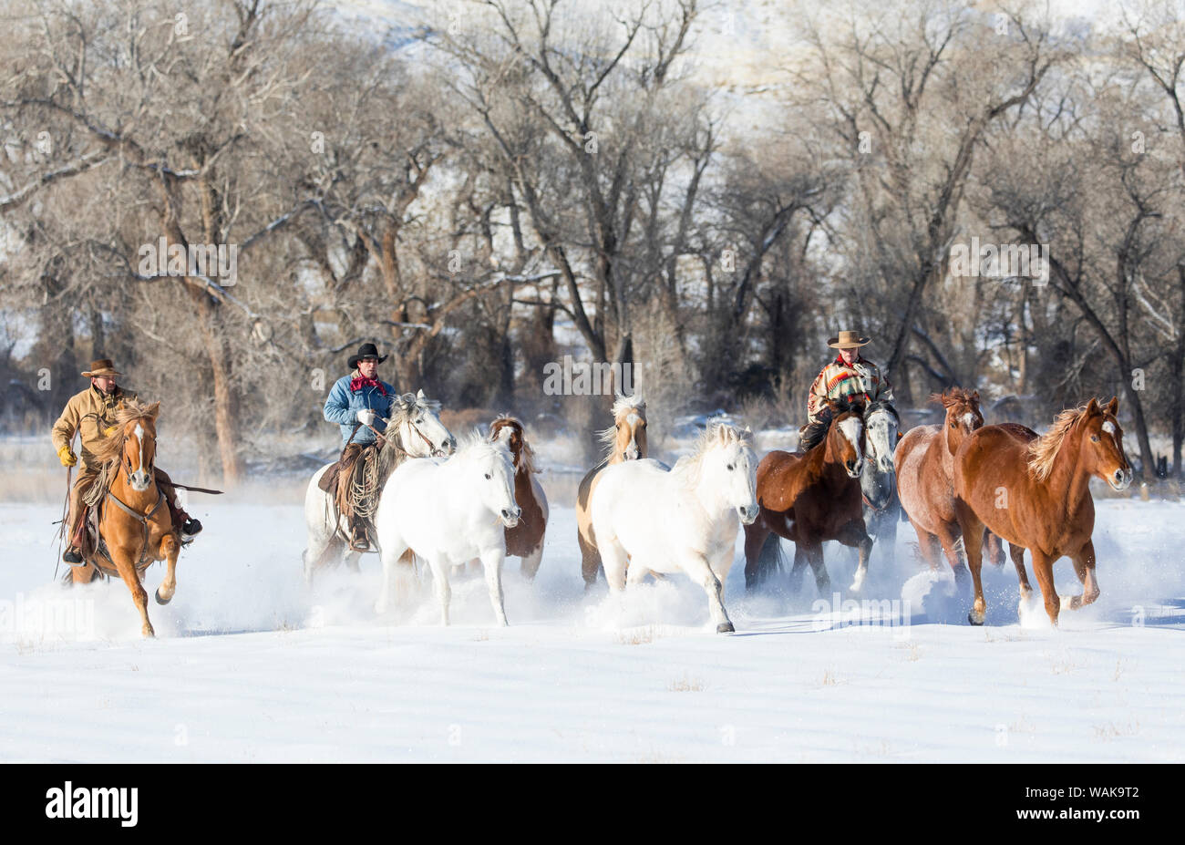 Horse drive in winter on Hideout Ranch, Shell, Wyoming. Cowboys with cowgirl running horses through the snow. (MR,PR) Stock Photo