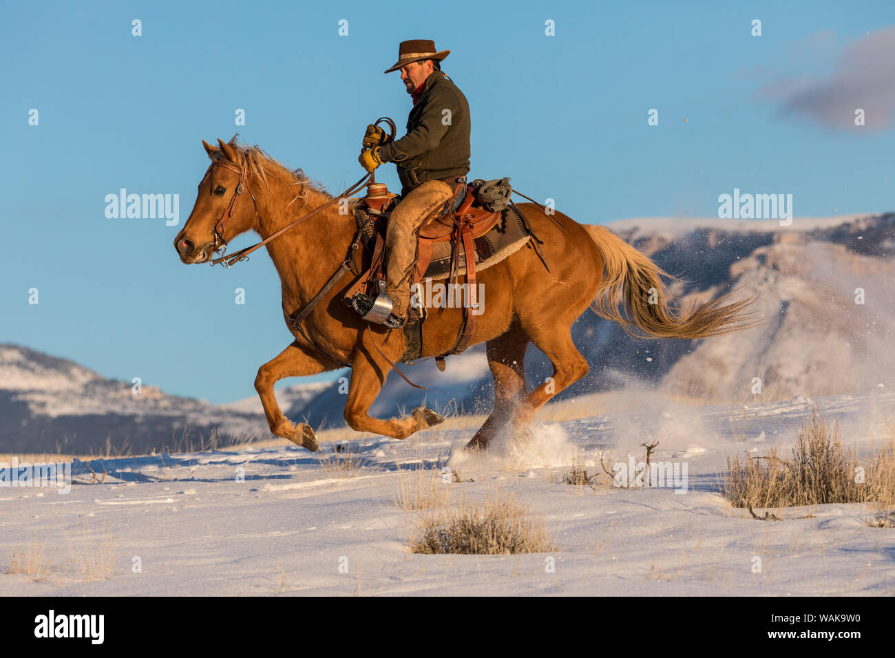 Horse drive in winter on Hideout Ranch, Shell, Wyoming. Cowboy riding