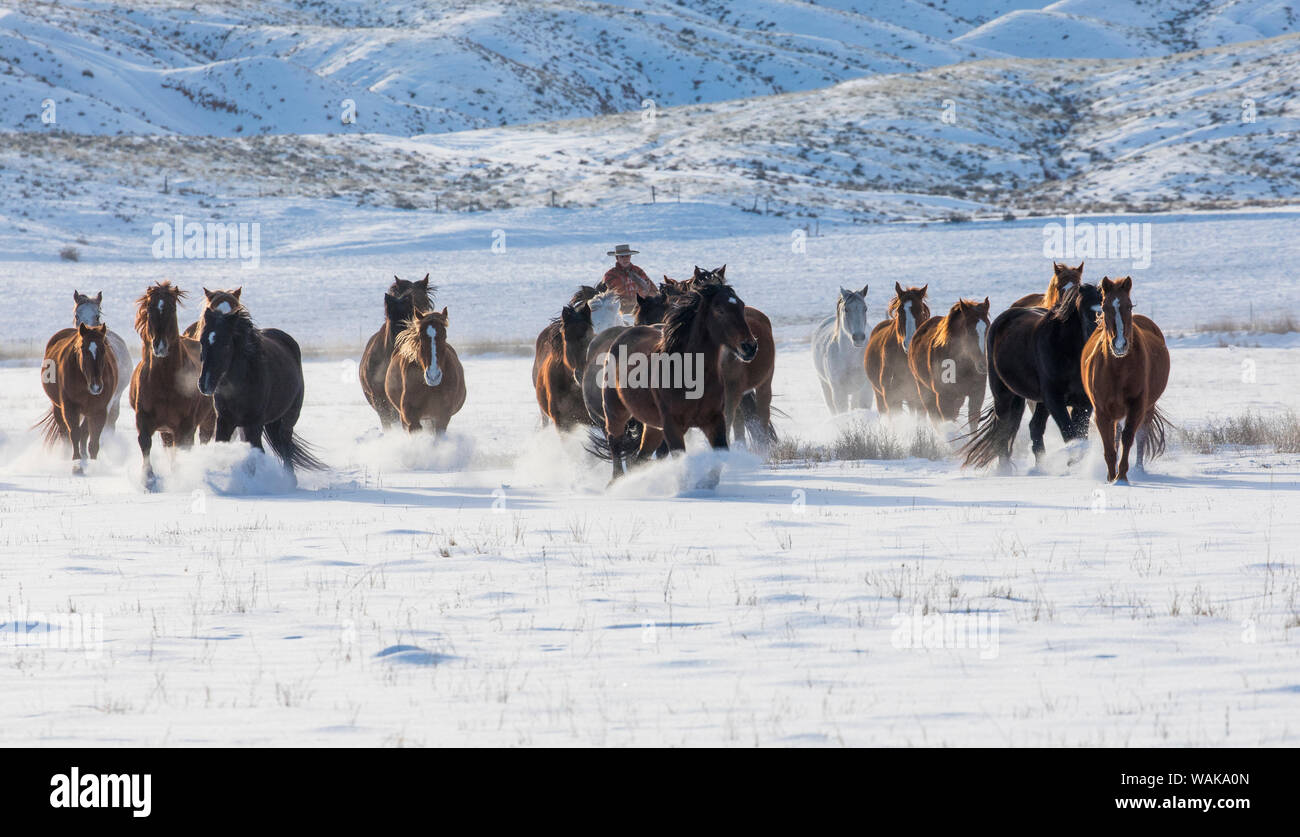 Horse drive in winter on Hideout Ranch, Shell, Wyoming. Herd of horses running in winters snow. Stock Photo