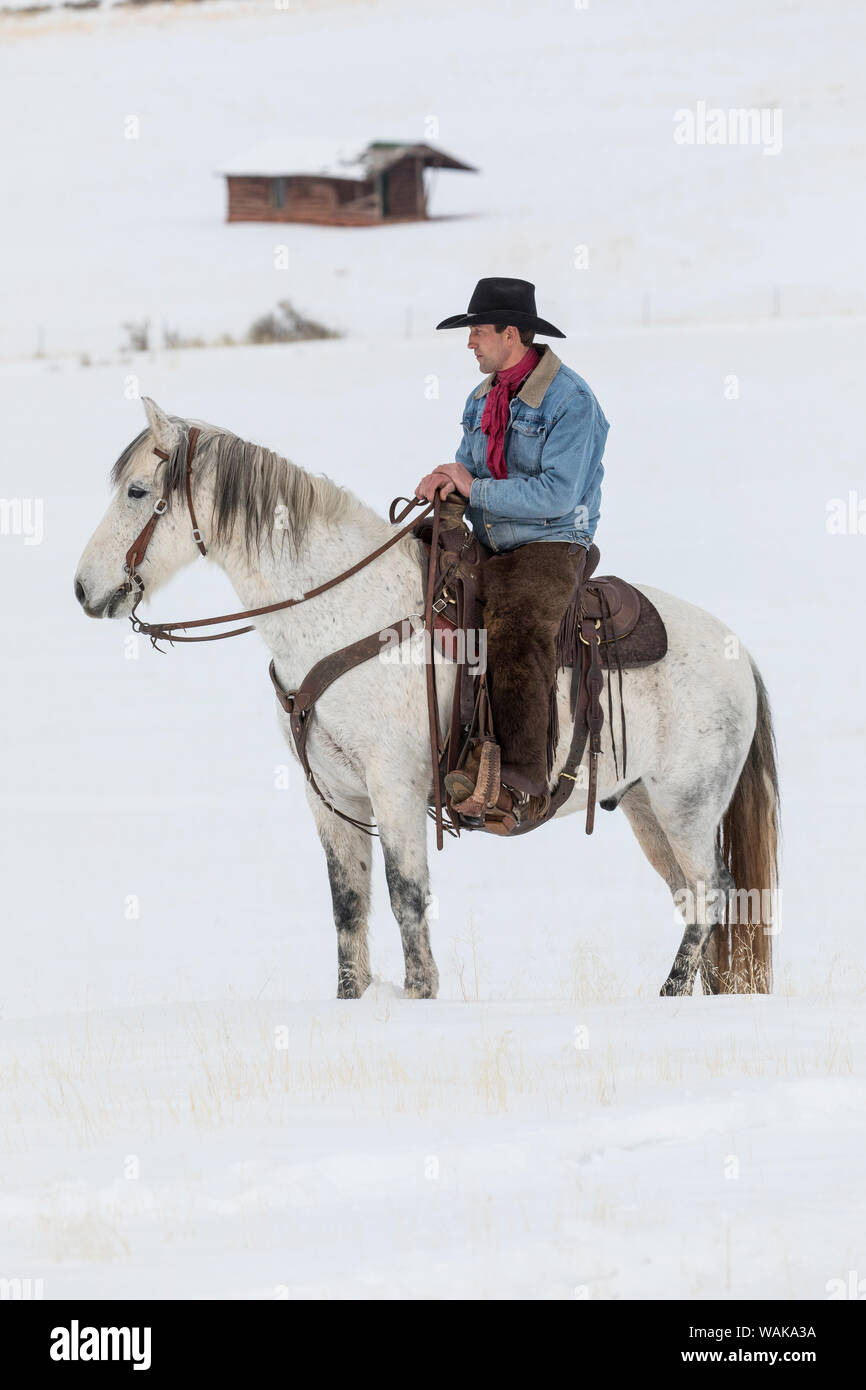 Horse drive in winter on Hideout Ranch, Shell, Wyoming. Cowboy riding his horse winters snow. MR (MR) Stock Photo