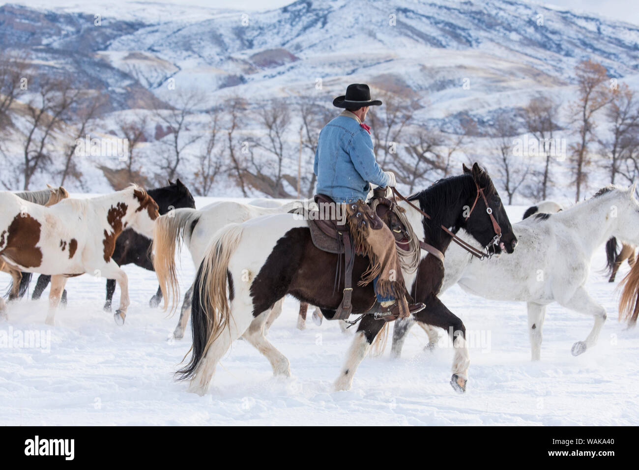 Horse drive in winter on Hideout Ranch, Shell, Wyoming. Cowboy rounding up herd of horse in field of snow (MR) Stock Photo