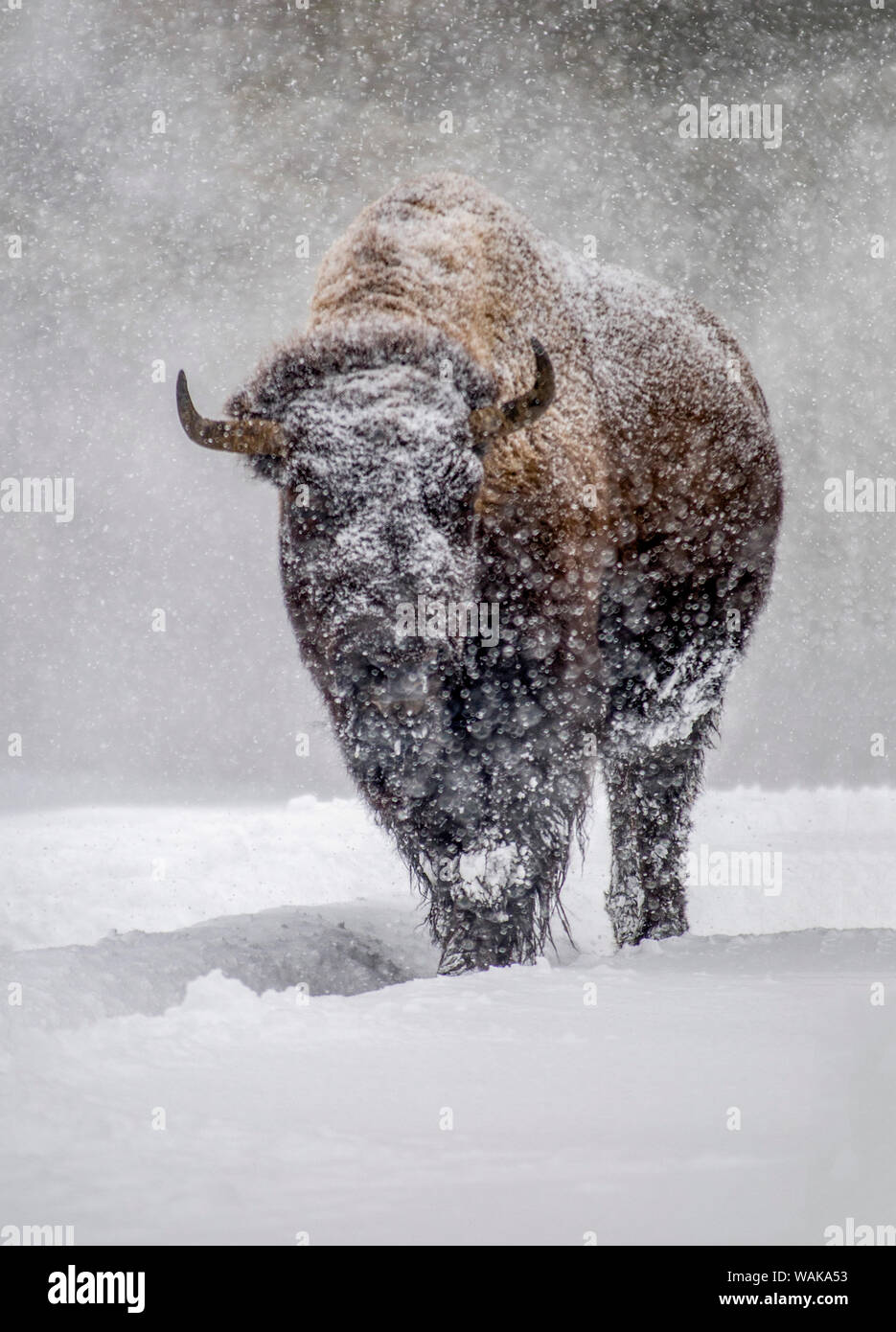 USA, Yellowstone National Park. One bison during winter. Stock Photo