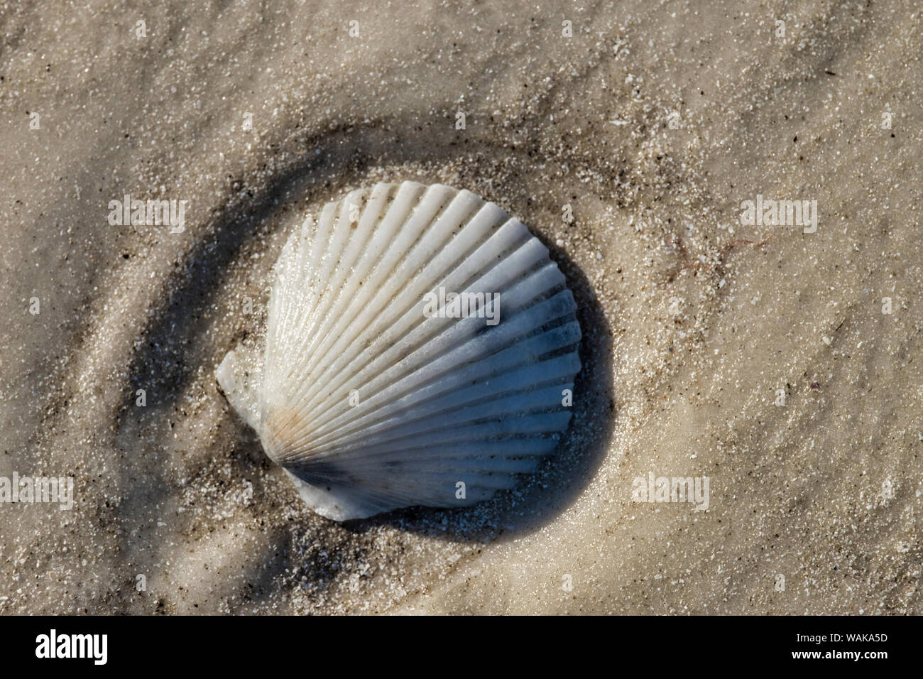 Seashell, Honeymoon Island State Park, Dunedin, Florida, USA Stock Photo