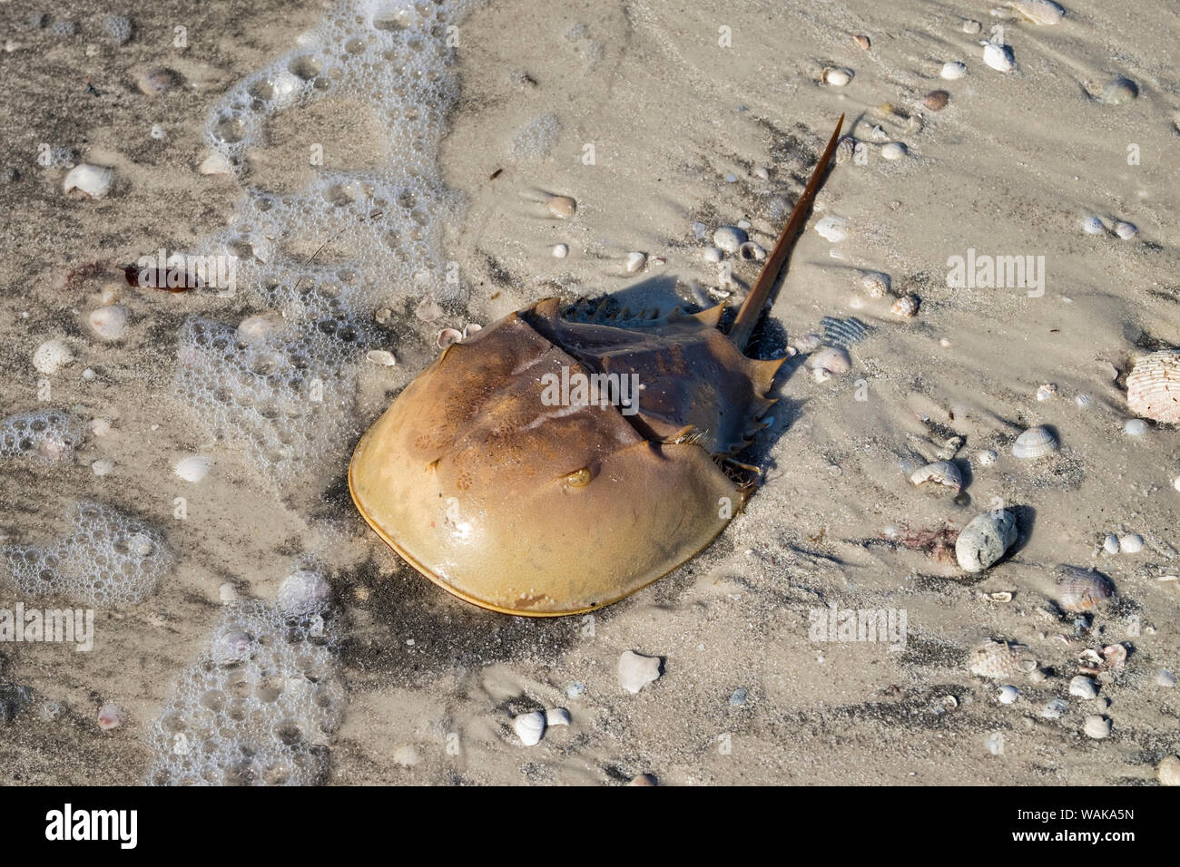 Horseshoe crab, Honeymoon Island State Park, Dunedin, Florida, USA Stock Photo