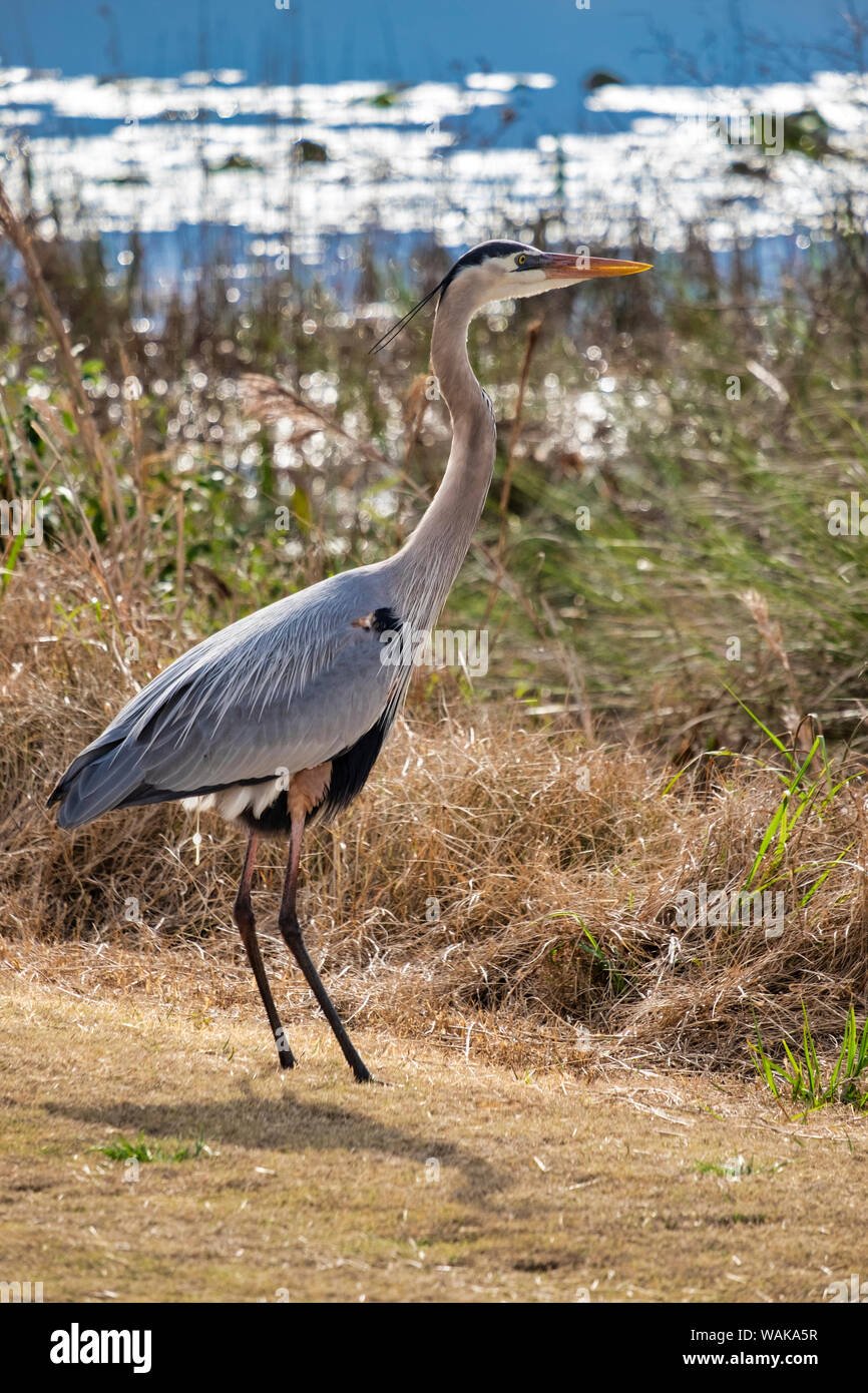 Great blue heron near marsh, Deland, Florida, USA Stock Photo