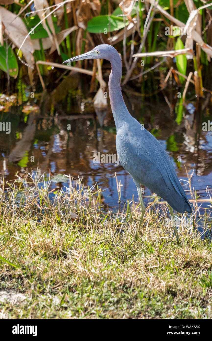 Little blue heron by the marsh, Florida, USA Stock Photo