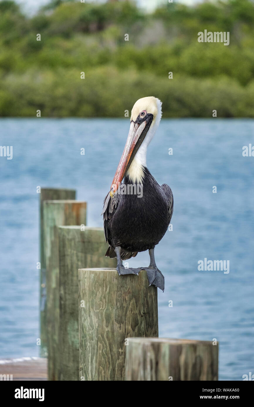 Brown pelican, New Smyrna Beach, Florida, USA Stock Photo