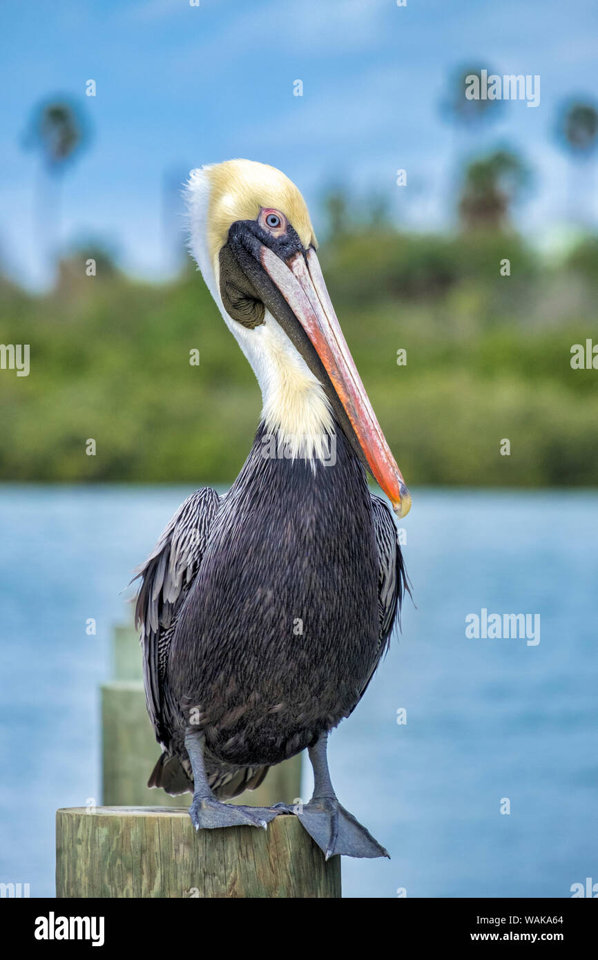 Brown pelican, New Smyrna Beach, Florida, USA Stock Photo